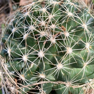 Escobaria missouriensis var. similis 25 Seeds Missouri Foxtail Cactus image 2