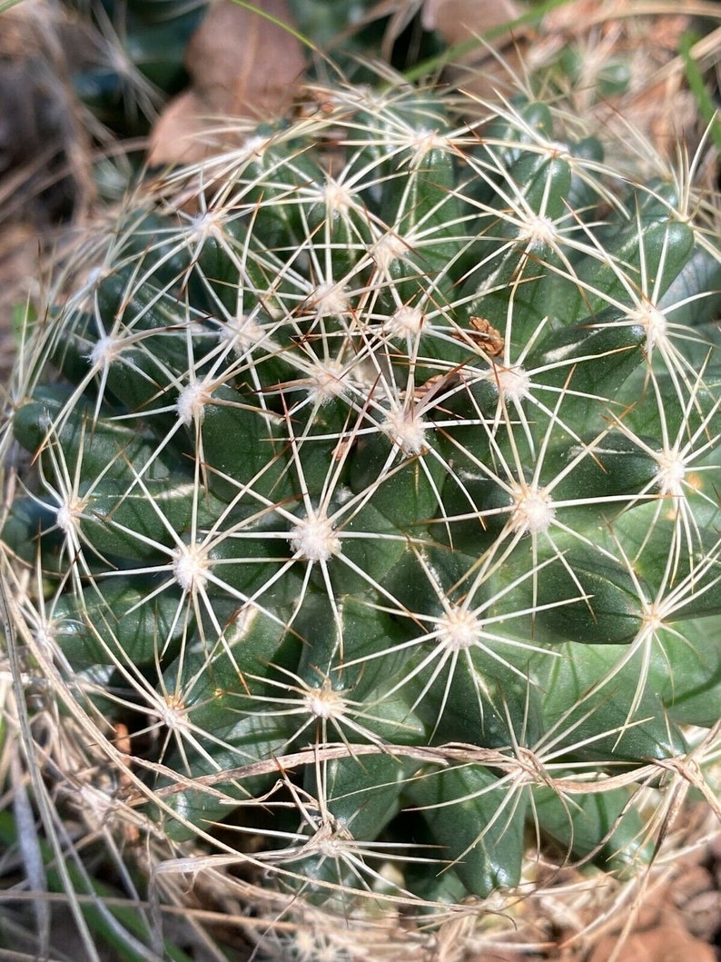 Escobaria missouriensis var. similis 25 Seeds Missouri Foxtail Cactus image 2