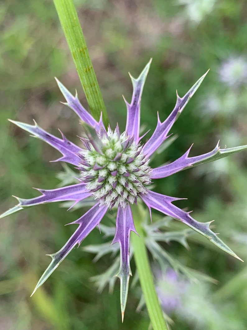 Eryngium hookeri 30 Seeds Hooker's Eryngo image 1