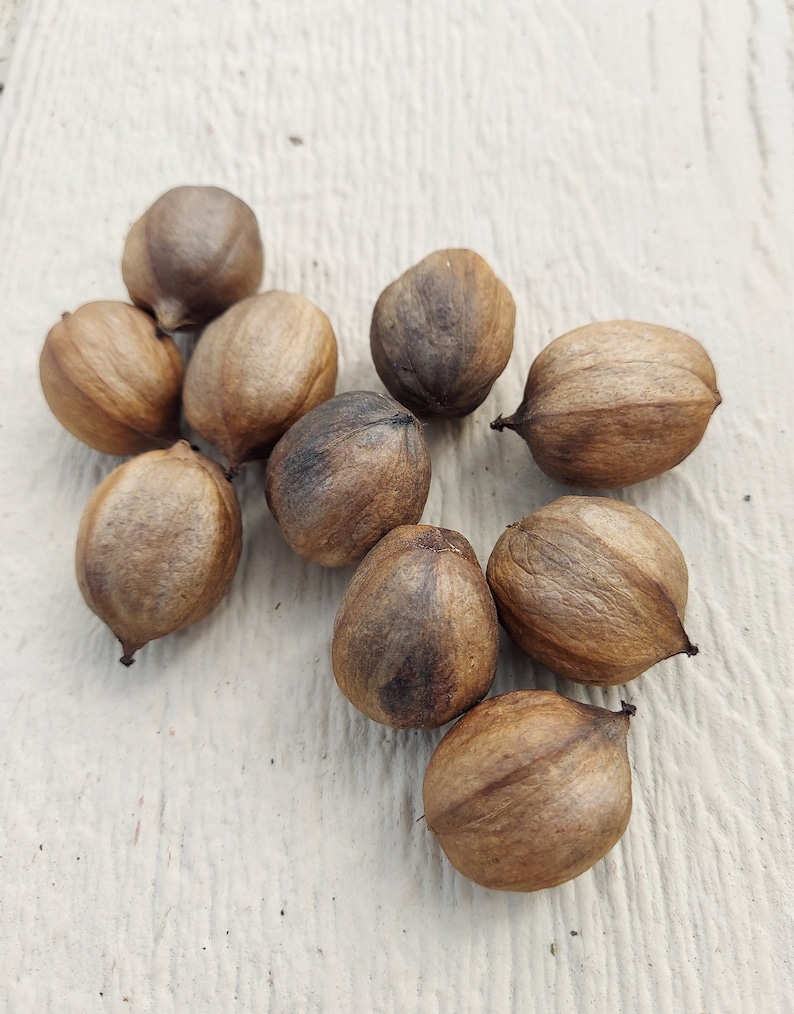 Carya cordiformis 15 Nuts Bitternut Hickory 2023 Harvest image 1