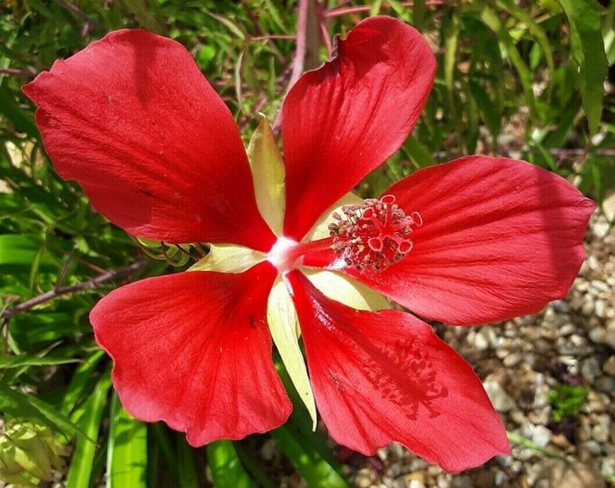 Texas Star Hibiscus 10 Seeds Red Hibiscus Coccineus Huge Flowers Etsy