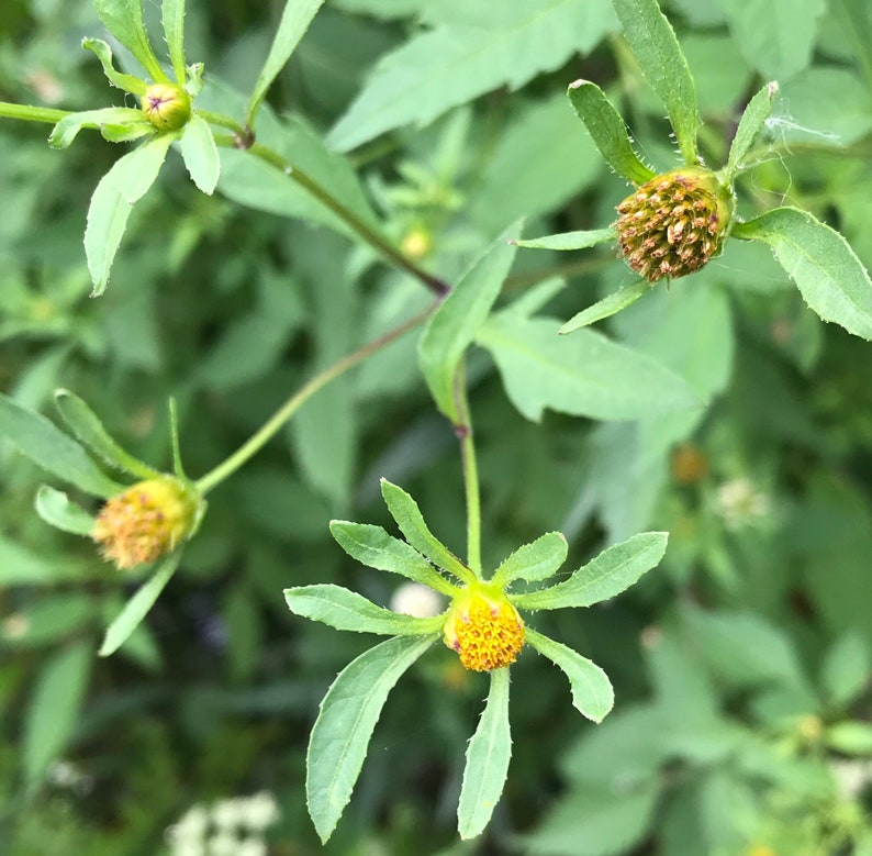 Bidens frondosa 20 Seeds Devil's Beggarticks image 1