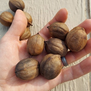 Carya cordiformis 15 Nuts Bitternut Hickory 2023 Harvest image 2