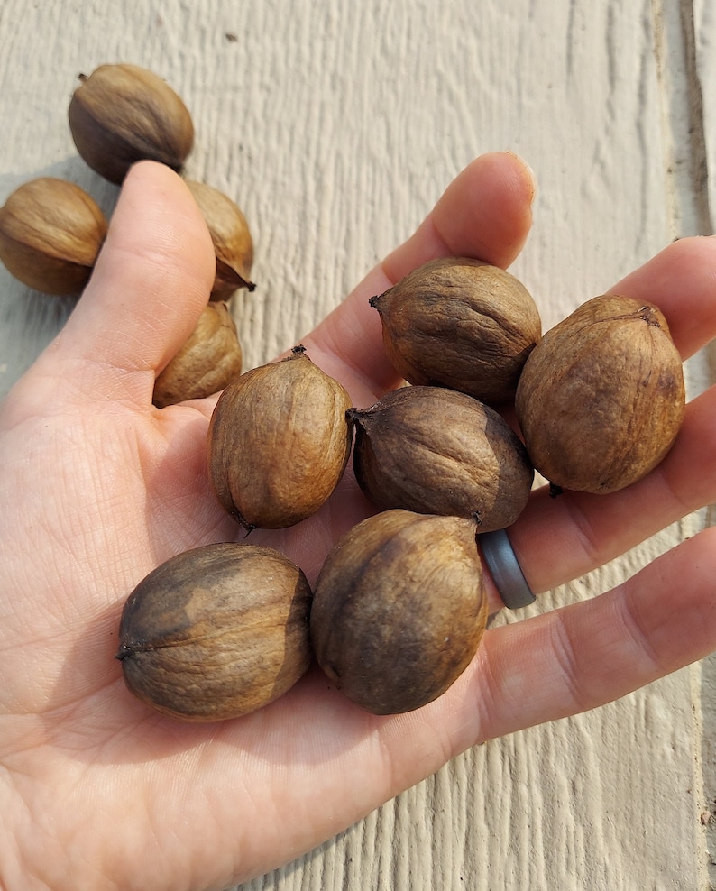 Carya cordiformis 15 Nuts Bitternut Hickory 2023 Harvest image 2