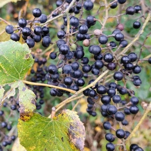 Vitis cinerea Gray Bark Grape Winter Grape 25 Seeds 2024