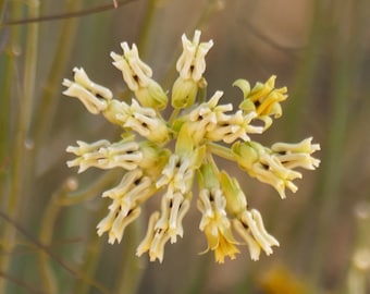 Asclepias subulata 30 Seeds Rush Milkweed 2023