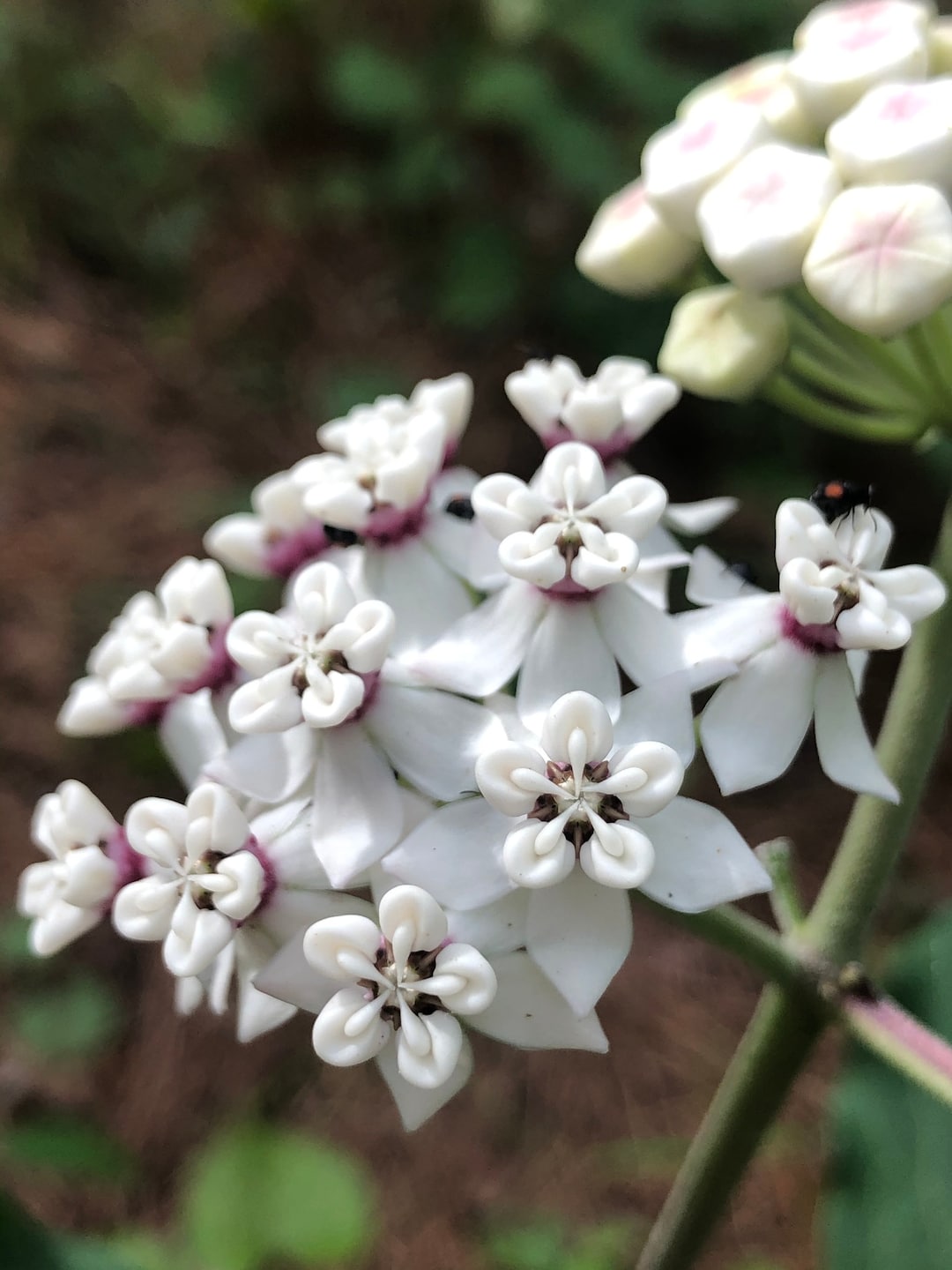 Redring Milkweed (asclepias Variegata) 2