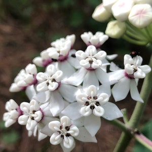 May include: A cluster of white flowers with pink centers, blooming on a green stem. The flowers have five petals each and are arranged in a circular pattern.