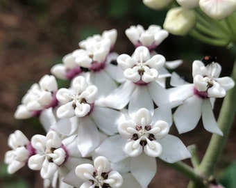 Redring Milkweed (Asclepias variegata) 2" Rhizome Tap Root