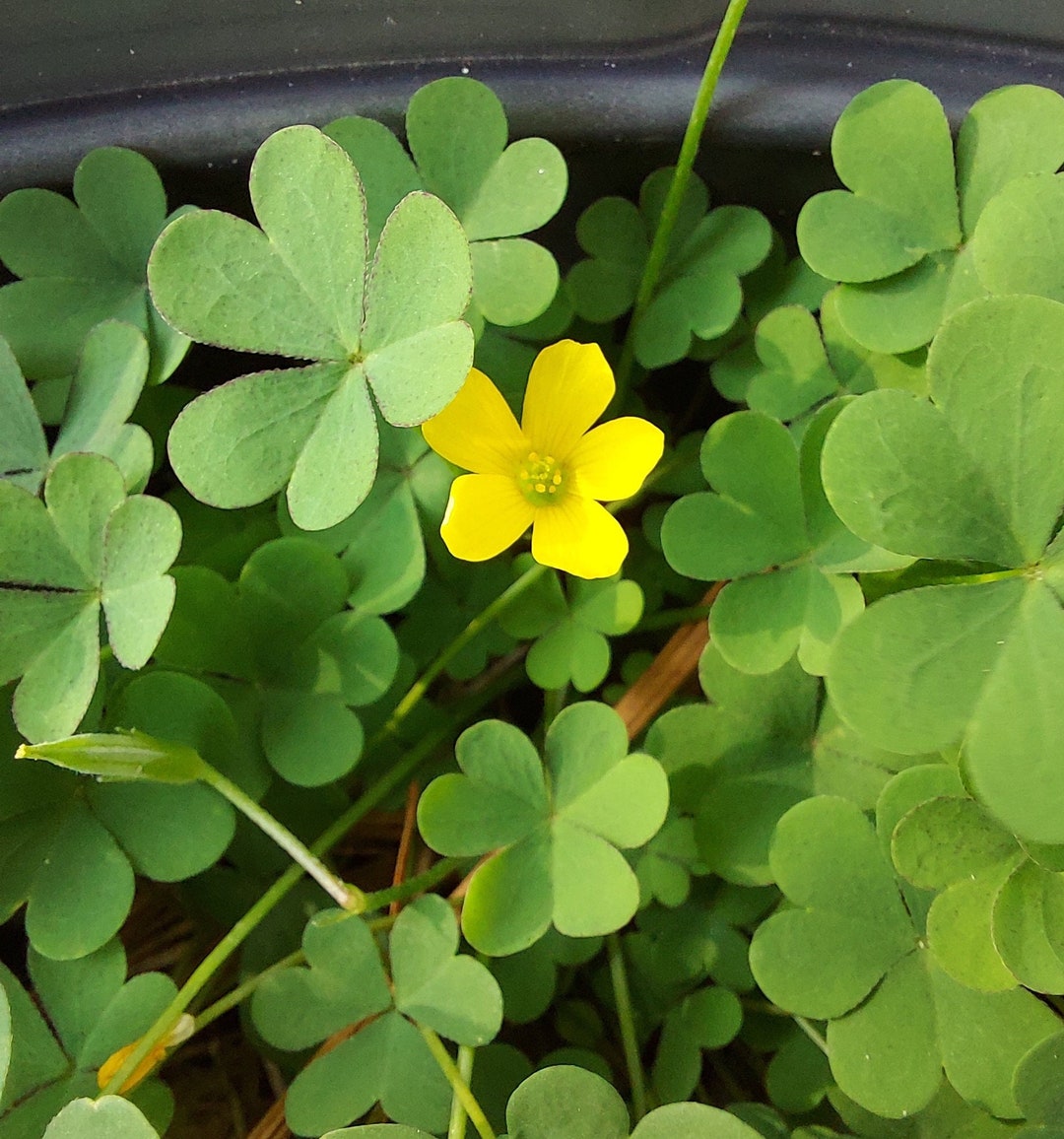 Oxalis Dillenii 30 Seeds Slender Yellow Woodsorrel Etsy