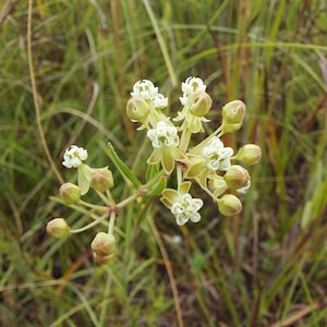 Asclepias Verticillata Seeds Whorled Milkweed 2025 Etsy Il 300x300.4804631217 Sb9f