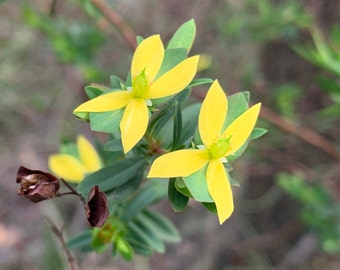 Hypericum hypericoides 35 Seeds St. Andrew's Cross 2024