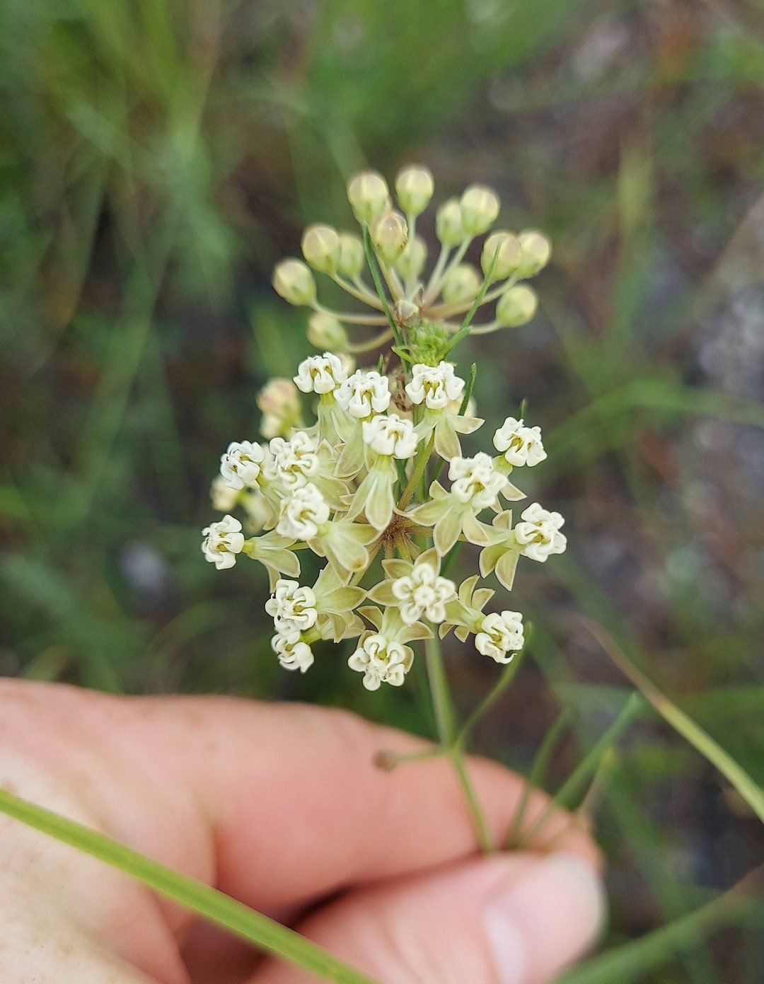 Asclepias Verticillata Seeds Whorled Milkweed 2025 Etsy Il 1080xN.4807140851 Nx9d