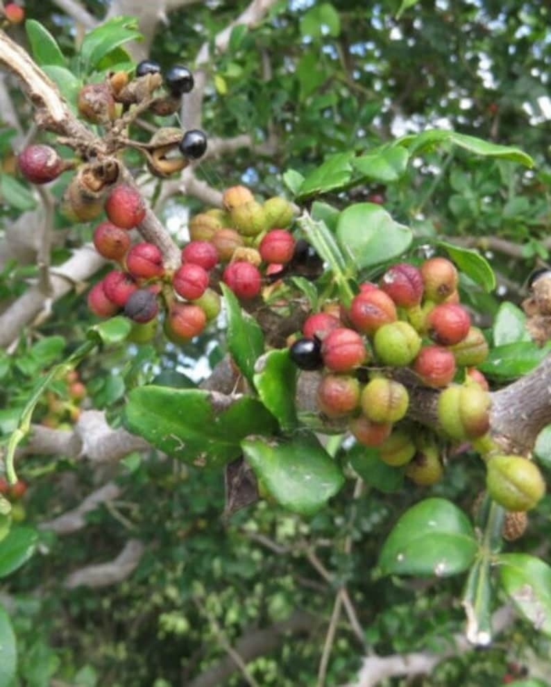 Zanthoxylum fagara 15 Seeds Wild Lime Prickly Ash 2023 image 1