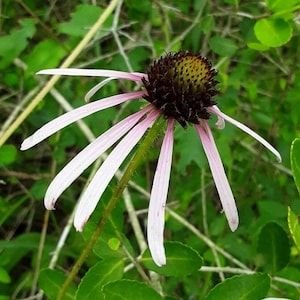 Echinacea sanguinea Seeds Sanguin Purple Coneflower 2025