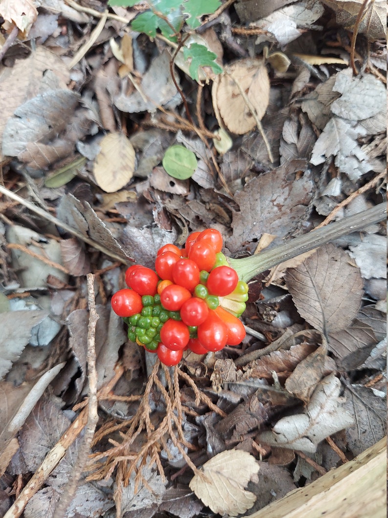 Green Dragon 15 Seeds (arisaema Dracontium) Dragon Root 2025 - Etsy