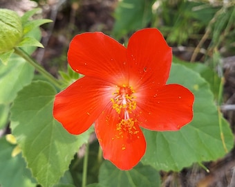 Hibiscus martianus 10 Seeds Heart Leaf Hibiscus