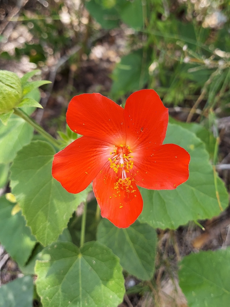 Hibiscus martianus 10 Seeds Heart Leaf Hibiscus image 1