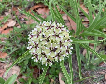 Asclepias asperula capricornu 40 Seeds Antelope-Horns Texas Native Milkweed