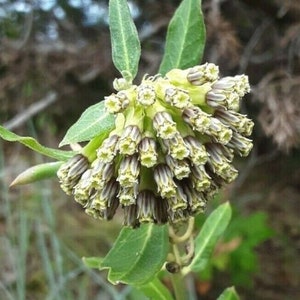 Asclepias viridiflora Seeds Green Comet Wand Milkweed 2023 BUY One Get One Free