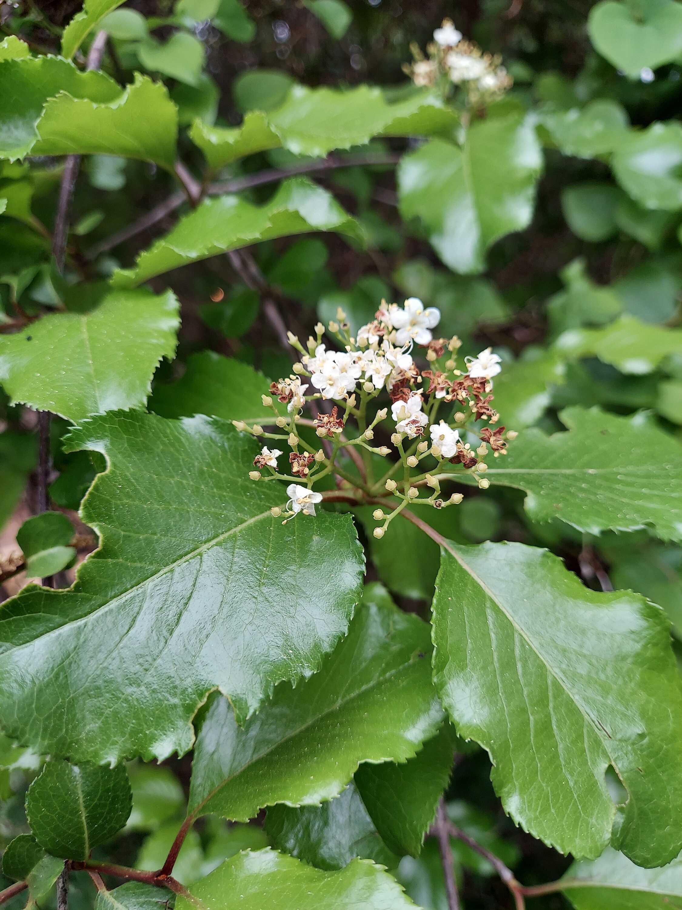 Viburnum Rufidulum 20 Seeds Rusty Blackhaw Viburnum 2022 Etsy