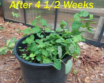 Aristolochia fimbriata Live Plants White Veined Hardy Dutchman's Pipe