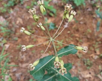 Asclepias amplexicaulis 10 Seeds Clasping Milkweed