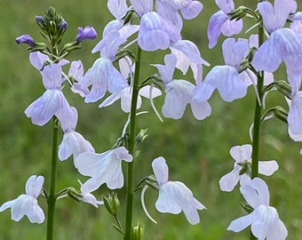 Nuttallanthus texanus 50 Seeds Texas Toadflax BUY ONE Get One Free!