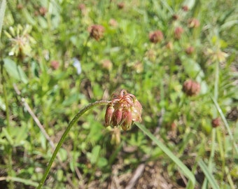 Trifolium carolinianum 30 Seeds Carolina Clover 2024