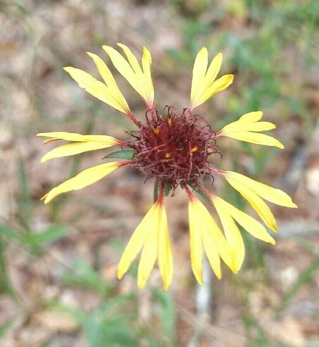 Gaillardia Aestivalis Seeds Lanceleaf Blanketflower Etsy