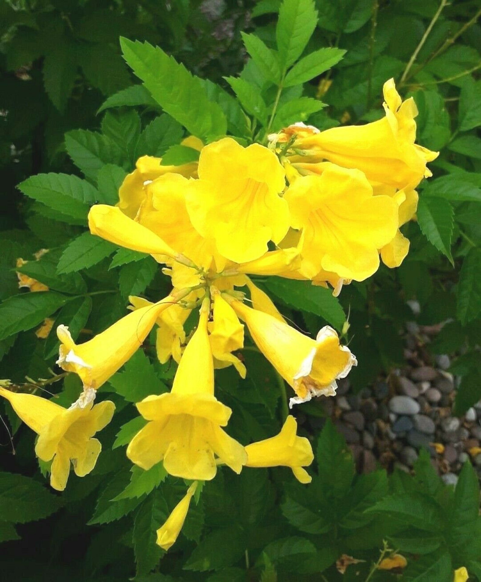 STANS 50 Seeds Yellow Bells Trumpet Bush Tree Esperanza Etsy