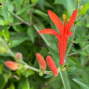 Flame Acanthus Seeds Anisacanthus quadrifidus wrightii 2022