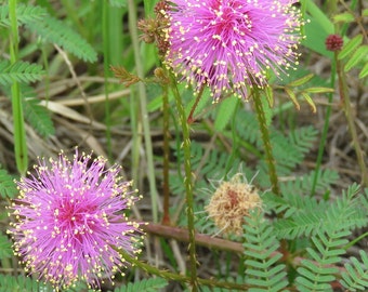 Mimosa nuttallii 15 Seeds Catclaw Briar