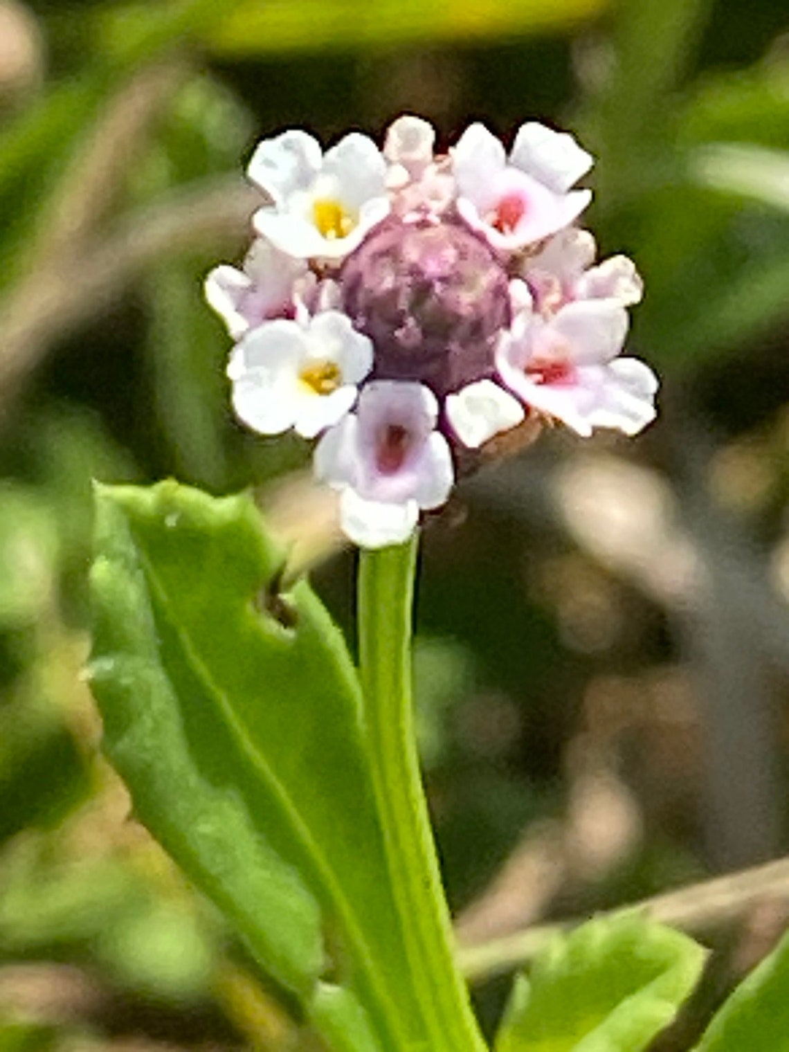 Frogfruit Matchweed phyla Nodiflora 50 Fresh Seeds Wild - Etsy