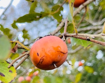 Diospyros virginiana 20 Seeds Eastern Persimmon Pre-Stratified SOW Immediately