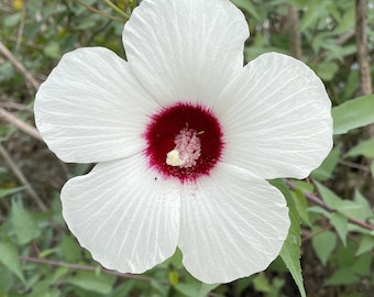 Hibiscus laevis 20 Seeds Halberd-leaf Rose Mallow Hibiscus