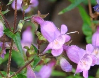 Penstemon tenuis 150 Seeds Sharpsepal Beardtongue Brazos Gulf Coast Penstemon