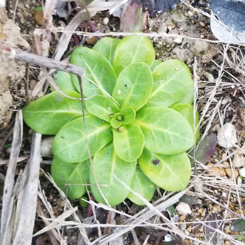 May include: A close-up of a green rosette plant with multiple leaves growing in a bed of brown twigs and dirt.