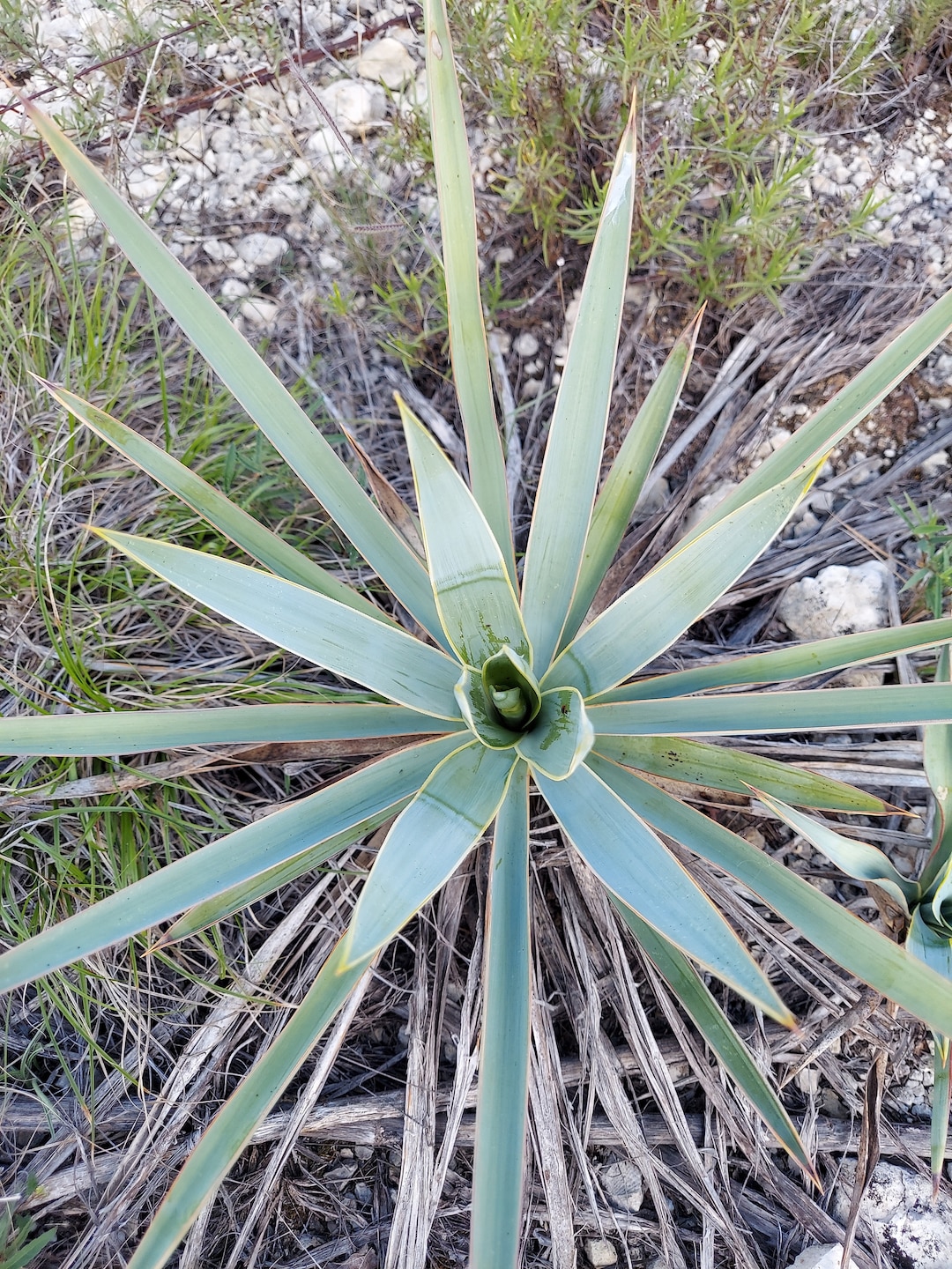 Yucca Palme Blte