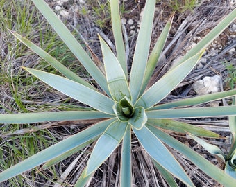 Yucca pallida 20 Seeds Texas Blue Pale Yucca 2023