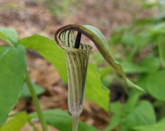 Jack in the Pulpit Texas Ecotype 1 Bulb (Arisaema triphyllum) SMALL BULB