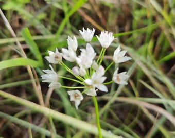 Allium fraseri 20 Seeds Fraser's Wild Onion