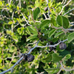 Colubrina texensis (Texas hog plum) 15 Seeds 2025