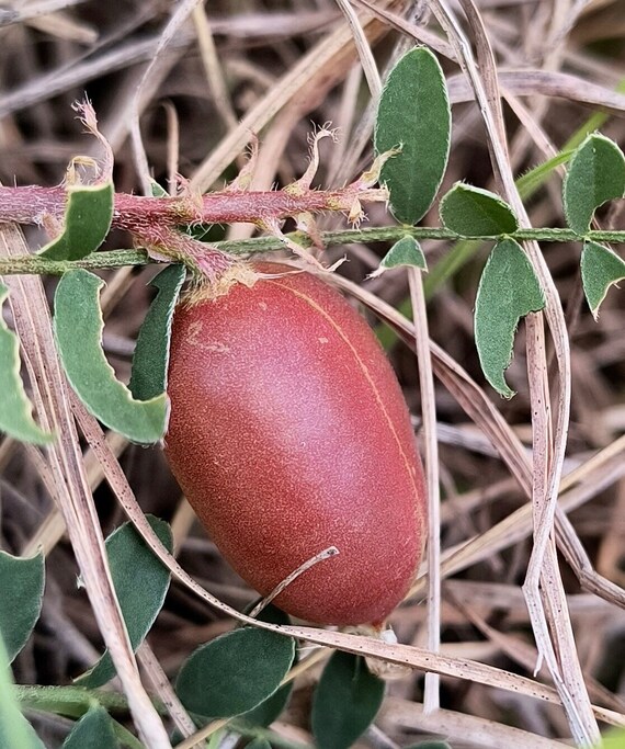 10 Ground Plum (Astragalus Crassicarpus) Seeds - Native Flowering Ground Cover, Seedville USA