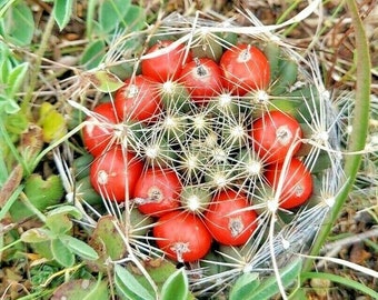 Escobaria missouriensis var. similis 25 Seeds Missouri Foxtail Cactus