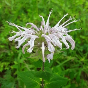 Monarda lindheimeri Seeds Lindheimer&#39;s Beebalm Bergamot 2025