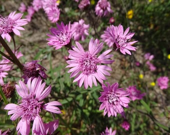 Palafoxia hookeriana 25 Seeds (Sand Palafox) Texas Native