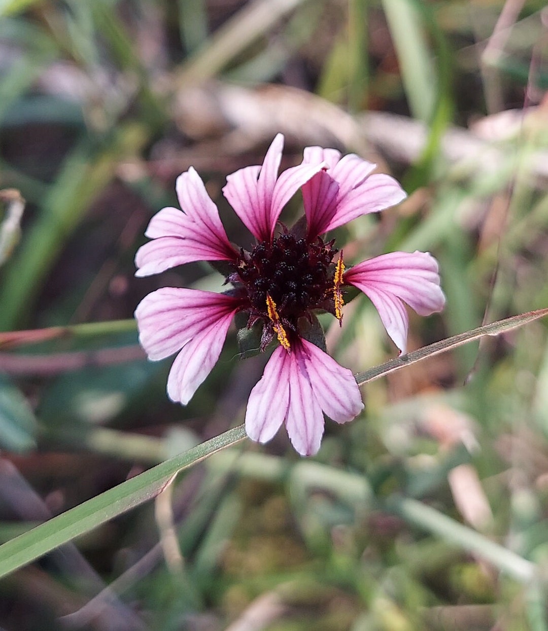 Gaillardia Aestivalis Winkleri 25 Seeds Winkler's White Firewheel 2023