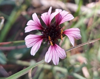 Gaillardia aestivalis winkleri 25 Seeds Winkler's White Firewheel 2023