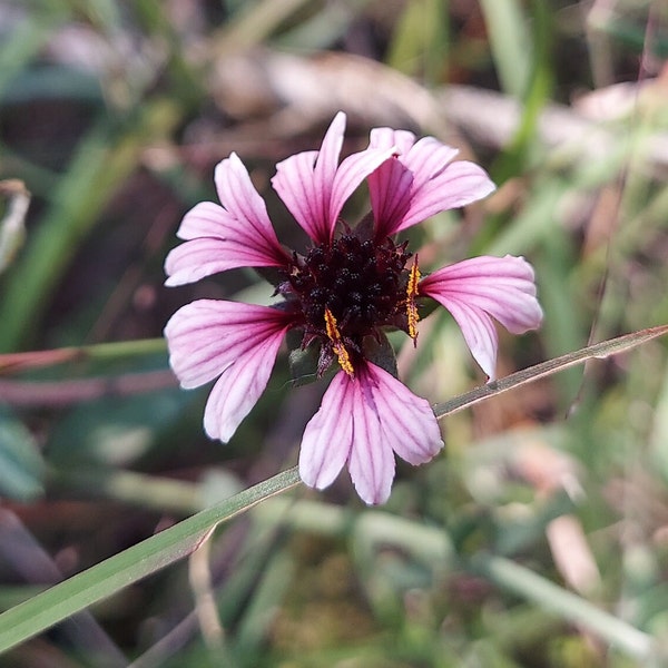 Gaillardia aestivalis winkleri 25 Seeds Winkler's White Firewheel 2025